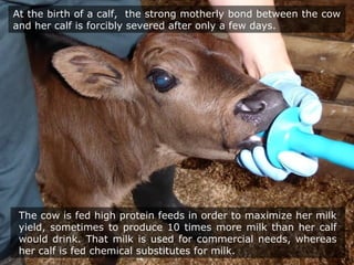 The cow is fed high protein feeds in order to maximize her milk
yield, sometimes to produce 10 times more milk than her calf
would drink. That milk is used for commercial needs, whereas
her calf is fed chemical substitutes for milk.
At the birth of a calf, the strong motherly bond between the cow
and her calf is forcibly severed after only a few days.
 