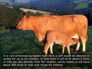 In a cow-protected European type herd a calf would be allowed to
suckle for up to six months. In that time it will drink about 5 litres
of milk per day directly from her mother, which means it will have
about 900 litres of milk over those six months.
 