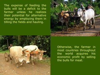 The expense of feeding the
bulls will be a deficit to the
farmer unless he realizes
their potential for alternative
energy by employing them in
tilling the fields and hauling.
Otherwise, the farmer in
most countries throughout
the world acquires his
economic profit by selling
the bulls for meat.
 