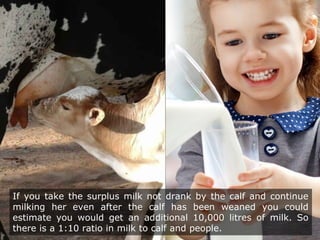 If you take the surplus milk not drank by the calf and continue
milking her even after the calf has been weaned you could
estimate you would get an additional 10,000 litres of milk. So
there is a 1:10 ratio in milk to calf and people.
 