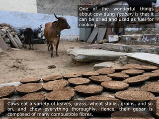 One of the wonderful things
about cow dung (gobar) is that it
can be dried and used as fuel for
cooking.
Cows eat a variety of leaves, grass, wheat stalks, grains, and so
on, and chew everything thoroughly. Hence, their gobar is
composed of many combustible fibres.
 