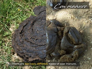 There are two very different types of cow manure.
Cow manureCow manure
 