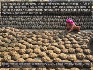 It is made up of digested grass and grain, which makes it full of
fibre and cellulose. That is why dried cow dung cakes are used as
fuel in the Indian subcontinent. Natural cow dung is high in organic
materials and rich in nutrients.
https://medicalxpress.com/news/2010-03-healthy-cow-dung-urine
.html
 