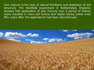 Cow manure is the best of natural fertilisers and stabilisers of soil
structure. The Horsfield experiment in Rothamsted, England,
showed that application of cow manure over a period of twenty
years resulted in more soil humus and higher barley yields even
fifty years after the applications had been discontinued.
 