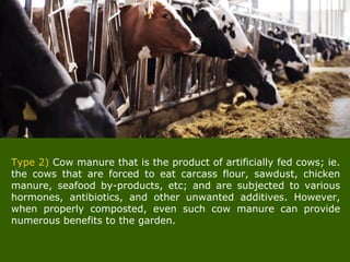 Type 2) Cow manure that is the product of artificially fed cows; ie.
the cows that are forced to eat carcass flour, sawdust, chicken
manure, seafood by-products, etc; and are subjected to various
hormones, antibiotics, and other unwanted additives. However,
when properly composted, even such cow manure can provide
numerous benefits to the garden.
 