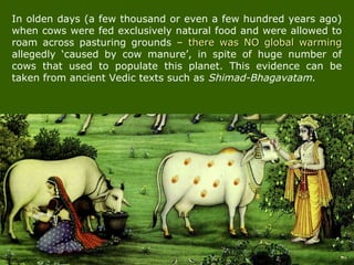 In olden days (a few thousand or even a few hundred years ago)
when cows were fed exclusively natural food and were allowed to
roam across pasturing grounds – there was NO global warmingthere was NO global warming
allegedly ‘caused by cow manure’, in spite of huge number of
cows that used to populate this planet. This evidence can be
taken from ancient Vedic texts such as Shimad-Bhagavatam.
 