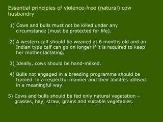 1) Cows and bulls must not be killed under any
circumstance (must be protected for life).
2) A western calf should be weaned at 6 months old and an
Indian type calf can go on longer if it is required to keep
her mother lactating.
3) Ideally, cows should be hand-milked.
4) Bulls not engaged in a breeding programme should be
trained in a respectful manner and their abilities utilised
in a meaningful way.
5) Cows and bulls should be fed only natural vegetation –
grasses, hay, straw, grains and suitable vegetables.
Essential principles of violence-free (natural) cow
husbandry
 