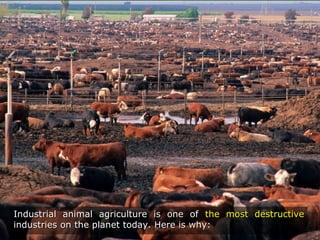Industrial animal agriculture is one ofIndustrial animal agriculture is one of the most destructivethe most destructive
industries on the planet today. Here is why:industries on the planet today. Here is why:
 
