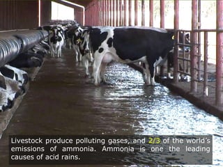 Livestock produce polluting gases, and 2/3 of the world’s
emissions of ammonia. Ammonia is one the leading
causes of acid rains.
 