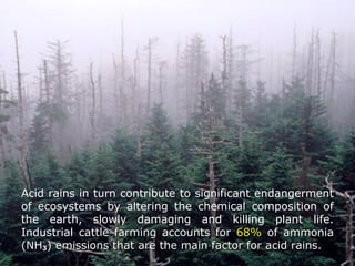 Acid rains in turn contribute to significant endangerment
of ecosystems by altering the chemical composition of
the earth, slowly damaging and killing plant life.
Industrial cattle farming accounts forattle farming accounts for 68%68% of ammoniaof ammonia
((NHNH33) emissions that are the main factor for acid rains.) emissions that are the main factor for acid rains.
 