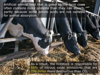 Artificial animal feed that is given to the farm cows
often contains more proteins than they can absorb,
partly because some amino acids are not suitable
for animal absorption.
As a result, the lAs a result, the livestock is responsible forivestock is responsible for
65%65% ofof nitrous oxide emissions, that arenitrous oxide emissions, that are
296 times296 times more destructive than COmore destructive than CO22
 