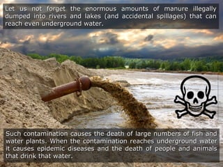 Such contamination causes the death of large numbers of fish andSuch contamination causes the death of large numbers of fish and
water plants. When the contamination reaches underground waterwater plants. When the contamination reaches underground water
it causes epidemic diseases and the death of people and animalsit causes epidemic diseases and the death of people and animals
that drink that water.that drink that water.
Let us not forget the enormous amounts of manure illegallyLet us not forget the enormous amounts of manure illegally
dumped into rivers and lakes (and accidental spillages) that candumped into rivers and lakes (and accidental spillages) that can
reach even underground water.reach even underground water.
 