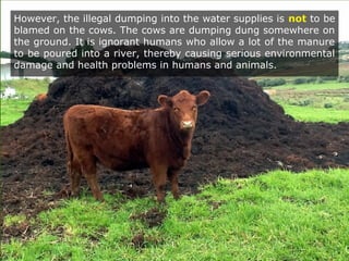 However, the illegal dumping into the water supplies is not to be
blamed on the cows. The cows are dumping dung somewhere on
the ground. It is ignorant humans who allow a lot of the manure
to be poured into a river, thereby causing serious environmental
damage and health problems in humans and animals.
 