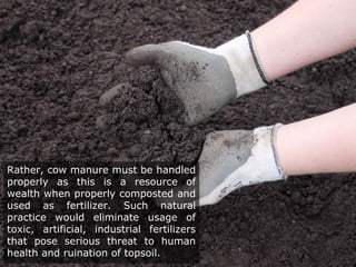 Rather, cow manure must be handled
properly as this is a resource of
wealth when properly composted and
used as fertilizer. Such natural
practice would eliminate usage of
toxic, artificial, industrial fertilizers
that pose serious threat to human
health and ruination of topsoil.
 