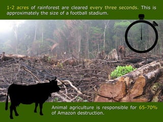 Animal agriculture is responsible forAnimal agriculture is responsible for 65-70%65-70%
of Amazon destruction.of Amazon destruction.
1-2 acres1-2 acres of rainforest areof rainforest are clearedcleared every three secondsevery three seconds.. This isThis is
approximately the size of a football stadium.approximately the size of a football stadium.
 
