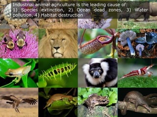 Industrial animal agriculture is the leading cause of:
1) Species extinction, 2) Ocean dead zones, 3) Water
pollution, 4) Habitat destruction
 