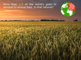 More than 1/3 of the world’s grain is
devoted to animal feed. Is that rational?
 