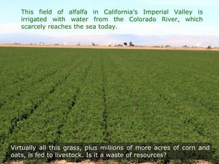 Virtually all this grass, plus millions of more acres of corn and
oats, is fed to livestock. Is it a waste of resources?
This field of alfalfa in California’s Imperial Valley is
irrigated with water from the Colorado River, which
scarcely reaches the sea today.
 