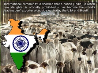 International community is shocked that a nation [India] in whichInternational community is shocked that a nation [India] in which
cow slaughter is officially prohibited – has become the world’scow slaughter is officially prohibited – has become the world’s
leading beef exporter alongside Australia, the USA and Brazil.leading beef exporter alongside Australia, the USA and Brazil.
 