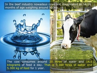 In the beef industry nowadays cows are slaughtered at 14-16
months of age weighing around 500kg.
The cow consumes around 20 litres of water and 14.5
kilograms of feed a day. That is 7,300 litres of water and
5,300 kg of feed for 1 year.
 