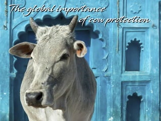 The global importanceThe global importance
of cow protectionof cow protection
 