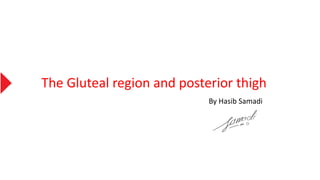The Gluteal region and posterior thigh
By Hasib Samadi
 