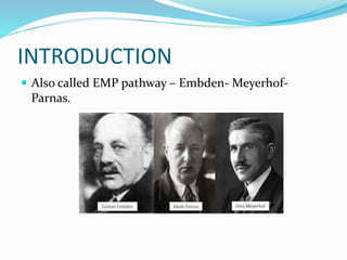 Emp Path The glycolytic pathway | PPTX