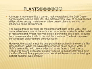 PLANTS


Although it may seem like a barren, rocky wasteland, the Gobi Desert
harbors some sparse plant life. The extremely low level of annual rainfall
still provides enough moisture for a few desert plants to survive the
otherwise harsh environment.
The saxaul tree is perhaps the most important plant in the Gobi. This
remarkable tree is one of the only sources of water available in the midst
of rock and sand. Water reserves collect behind the tree's bark, allowing
both humans and animals to harvest the moisture. The bark may even
be squeezed, yielding more precious water.
However, the saxaul is not the only plant that survives in the world's fifth
largest desert. While the saxaul tree provides much needed water to
Gobi's animal life, wild onions offer that same fauna a food source.
These wild onions even offer a supply source to humans traveling over
the Gobi Desert. Many people have described these onions as having a
distinct hazelnut type of flavor.

 