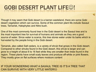 GOBI DESERT PLANT LIFE!
Though it may seem that Gobi desert is a barren wasteland, there are some Gobi
desert vegetation which can survive. Some of the common plant life include Saxaul
trees, Tamarisk, Halophytes and Nitre bush.
One of the most commonly found tree in the Gobi desert is the Saxaul tree and is
the most important tree for survival of humans and animals as they are a good
source of water. Since water is scarce, this tree stores water under its barks which is
harvested by the people living in the Gobi desert.
Tamarisk, also called Salt cedars, is a variety of shrub that grows in the Gobi desert.
Compared to other shrubs found in the Gobi desert, this shrub is larger and can
grow to a height of about 8 to 16 feet while they are smaller than trees found in the
region. These plants have small scaly leaves and produce off-white or pink flowers.
They mostly grow on flat surfaces where moisture content

IF YOUR WONDERING WHAT A SAXAUL TREE IS IT’S A TREE THAT
CAN SURVIVE WITH VERY LITTLE WATER!

 