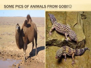 SOME PICS OF ANIMALS FROM GOBI!

 