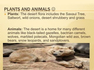 PLANTS AND ANIMALS 


Plants: The desert flora includes the Saxaul Tree,
Saltwort, wild onions, desert shrubbery and grass
Animals: The desert is a home for many different
animals like black-tailed gazelles, bactrian camels,
wolves, marbled polecats, Mongolian wild ass, brown
bears, snow leopards, and sandplovers.

 
