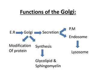 The golgi apparatus | PDF