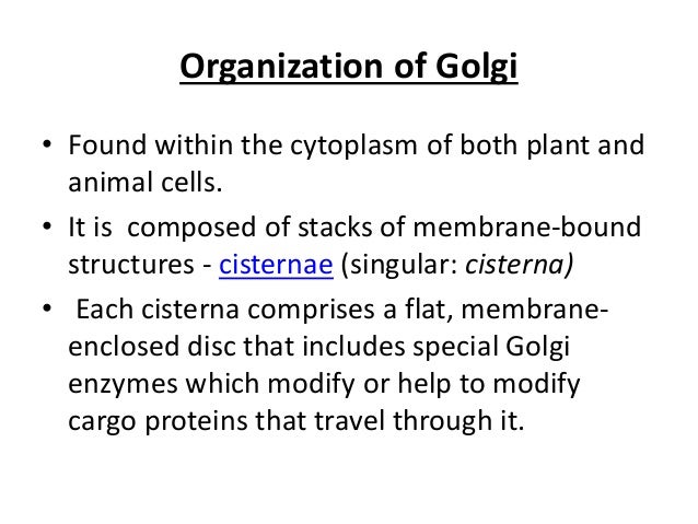 The golgi apparatus