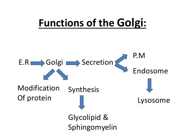 Golgi Apparatus Structure Functions And Diagram