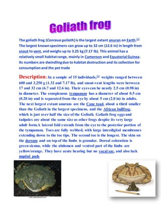 The goliath frog (Conraua goliath)is the largest extant anuran on Earth.[1]
The largest known specimens can grow up to 32 cm (12.6 in) in length from
snout to vent, and weighs up to 3.25 kg (7.17 lb). This animal has a
relatively small habitat range, mainly in Cameroon and Equatorial Guinea.
Its numbers are dwindlingdue to habitat destruction and its collection for
consumption and the pet trade
Description: In a sample of 15 individuals,[2]
weights ranged between
600 and 3,250 g (1.32 and 7.17 lb), and snout-vent lengths were between
17 and 32 cm (6.7 and 12.6 in). Their eyes can be nearly 2.5 cm (0.98 in)
in diameter. The conspicuous tympanum has a diameter of about 0.5 cm
(0.20 in) and is separated from the eye by about 5 cm (2.0 in) in adults.
The next largest extant anurans are the Cane toad, about a third smaller
than the Goliath in the largest specimens, and the African bullfrog,
which is just over half the size of the Goliath. Goliath frog eggs and
tadpoles are about the same size as other frogs despite its very large
adult form.A lateral fold extends from the eye to the posterior portion of
the tympanum. Toes are fully webbed, with large interdigital membranes
extending down to the toe tips. The second toe is the longest. The skin on
the dorsum and on top of the limbs is granular. Dorsal coloration is
green sienna, while the abdomen and ventral part of the limbs are
yellow/orange. They have acute hearing but no vocal sac, and also lack
nuptial pads
 