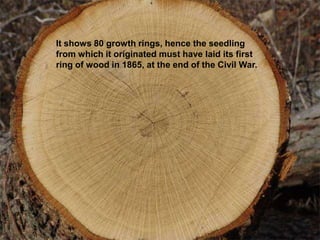 It shows 80 growth rings, hence the seedling
from which it originated must have laid its first
ring of wood in 1865, at the end of the Civil War.
 