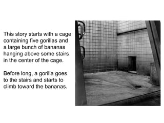 This story starts with a cage
containing five gorillas and
a large bunch of bananas
hanging above some stairs
in the center of the cage.

Before long, a gorilla goes
to the stairs and starts to
climb toward the bananas.
 