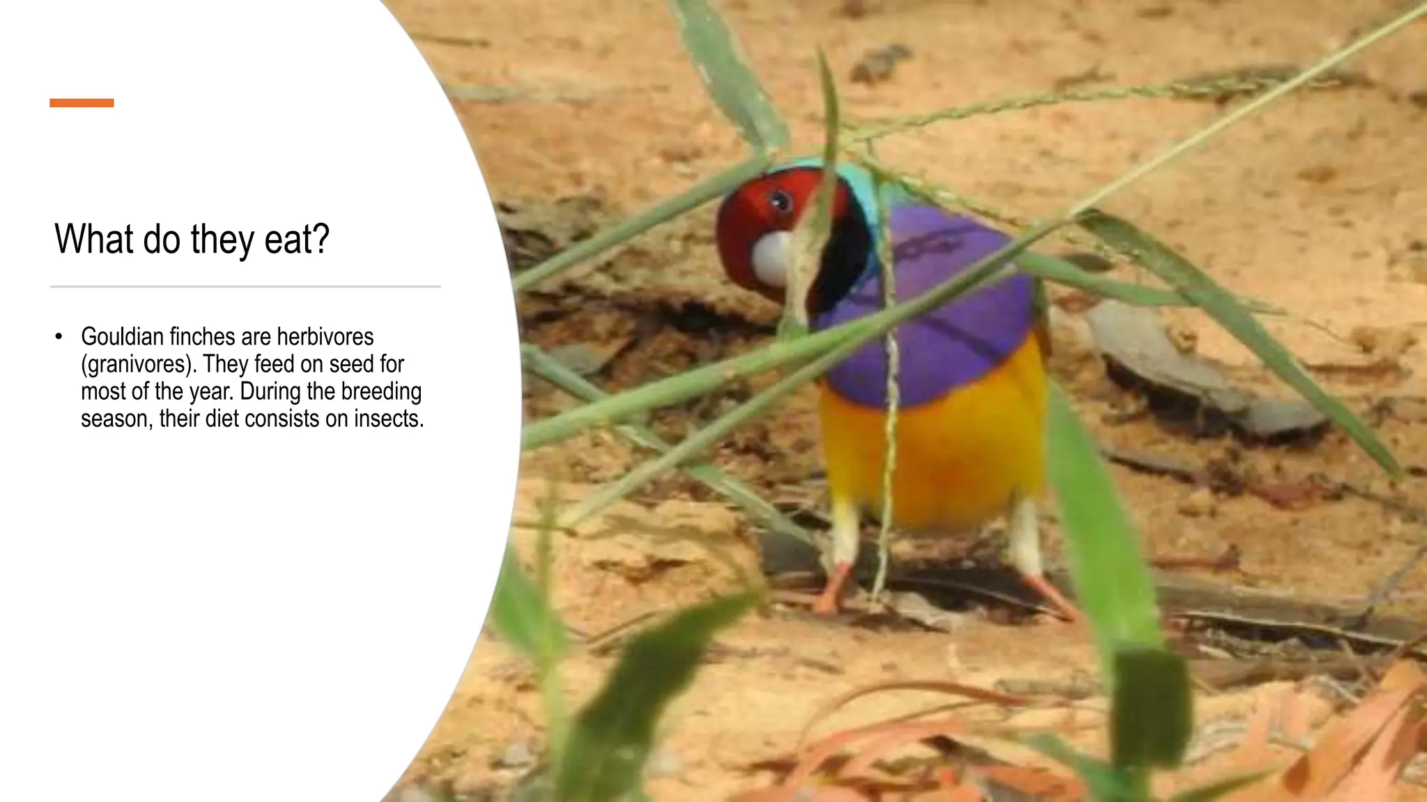 Facts about the Gouldian finch: appearence, what do they eat, why are
