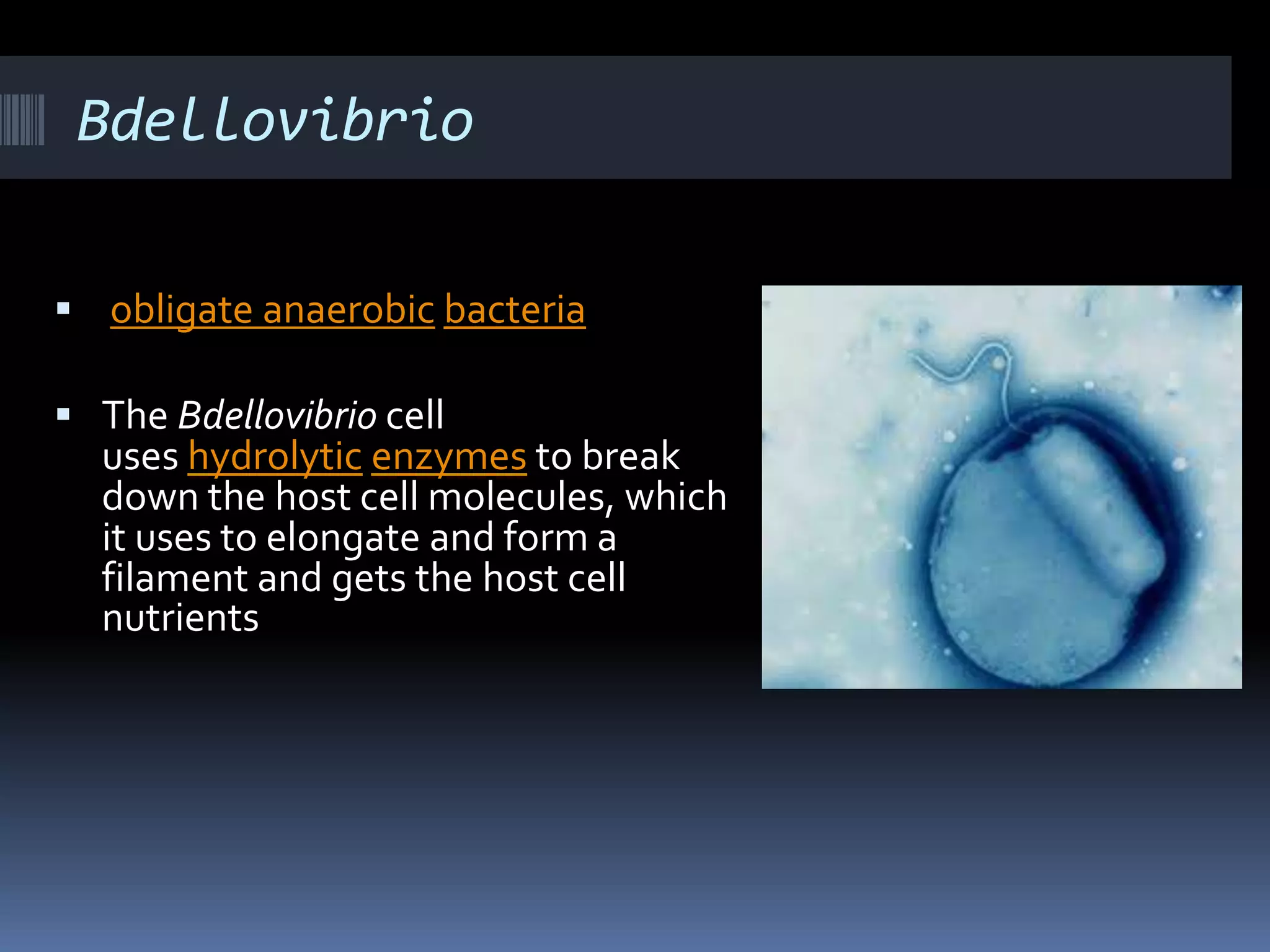 Bdellovibrio
 obligate anaerobic bacteria
 The Bdellovibrio cell
uses hydrolytic enzymes to break
down the host cell molecules, which
it uses to elongate and form a
filament and gets the host cell
nutrients
 