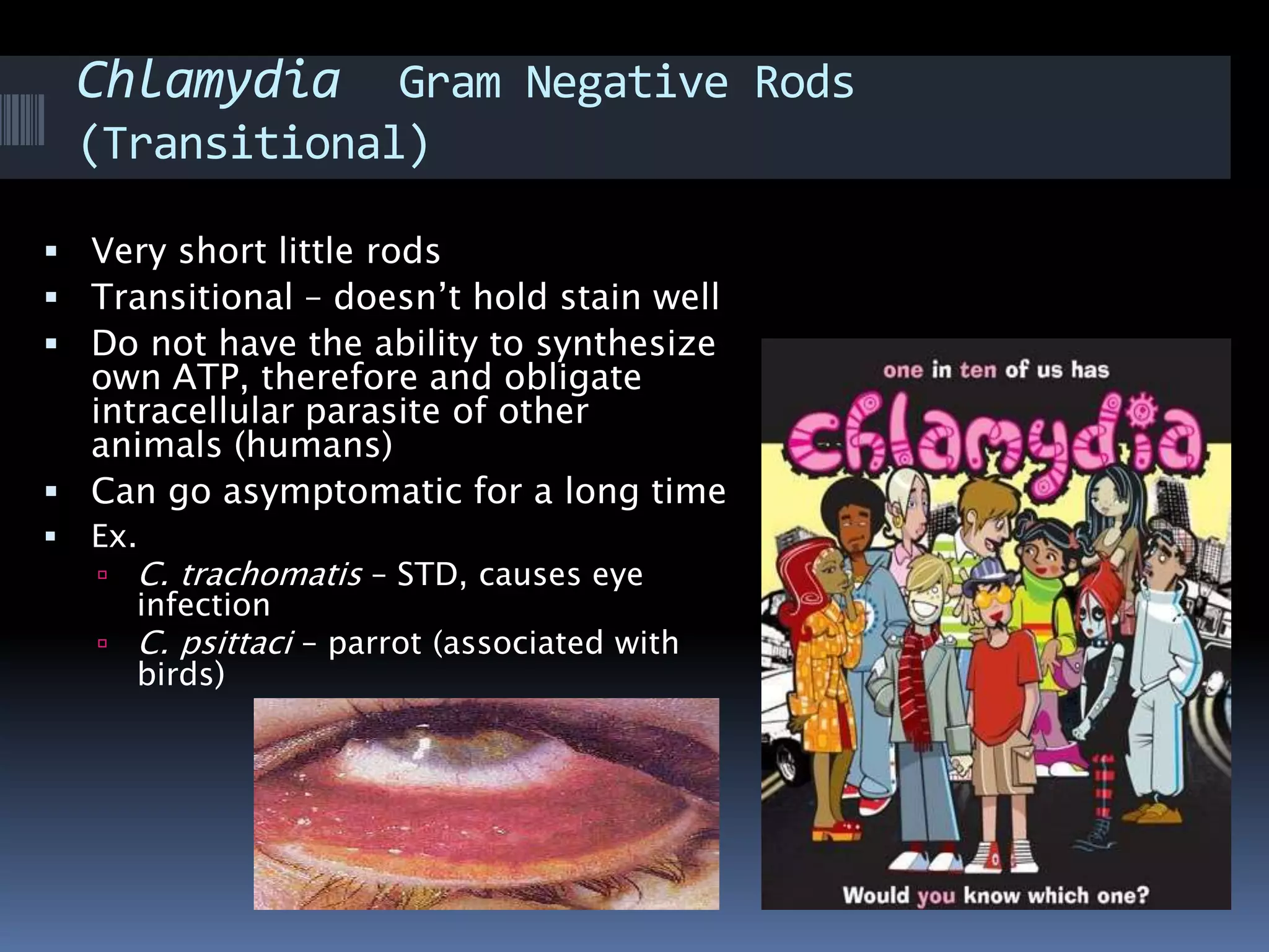 Chlamydia Gram Negative Rods
(Transitional)
 Very short little rods
 Transitional – doesn’t hold stain well
 Do not have the ability to synthesize
own ATP, therefore and obligate
intracellular parasite of other
animals (humans)
 Can go asymptomatic for a long time
 Ex.
 C. trachomatis – STD, causes eye
infection
 C. psittaci – parrot (associated with
birds)
 