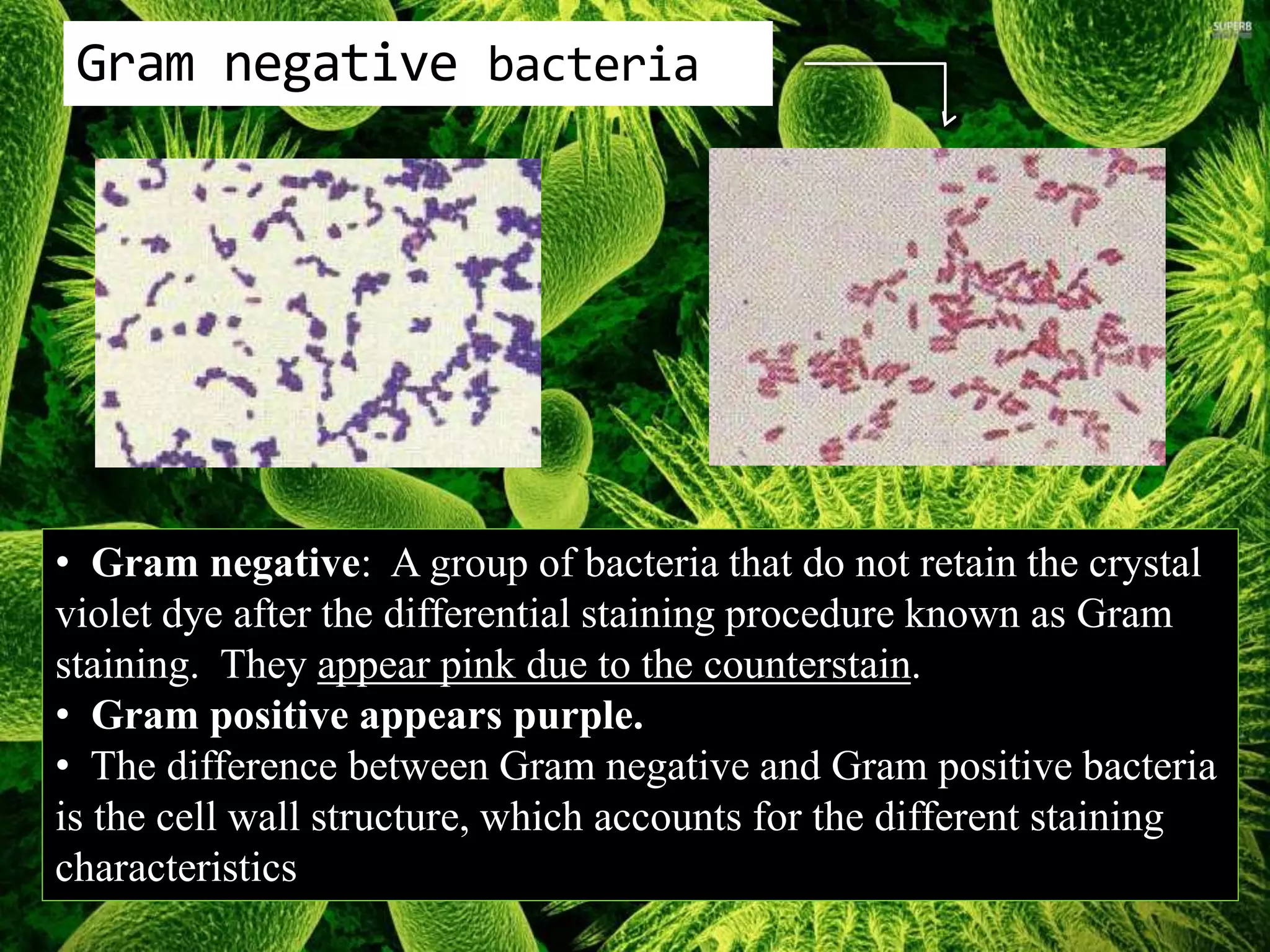 Gram negative bacteria
• Gram negative: A group of bacteria that do not retain the crystal
violet dye after the differential staining procedure known as Gram
staining. They appear pink due to the counterstain.
• Gram positive appears purple.
• The difference between Gram negative and Gram positive bacteria
is the cell wall structure, which accounts for the different staining
characteristics
 