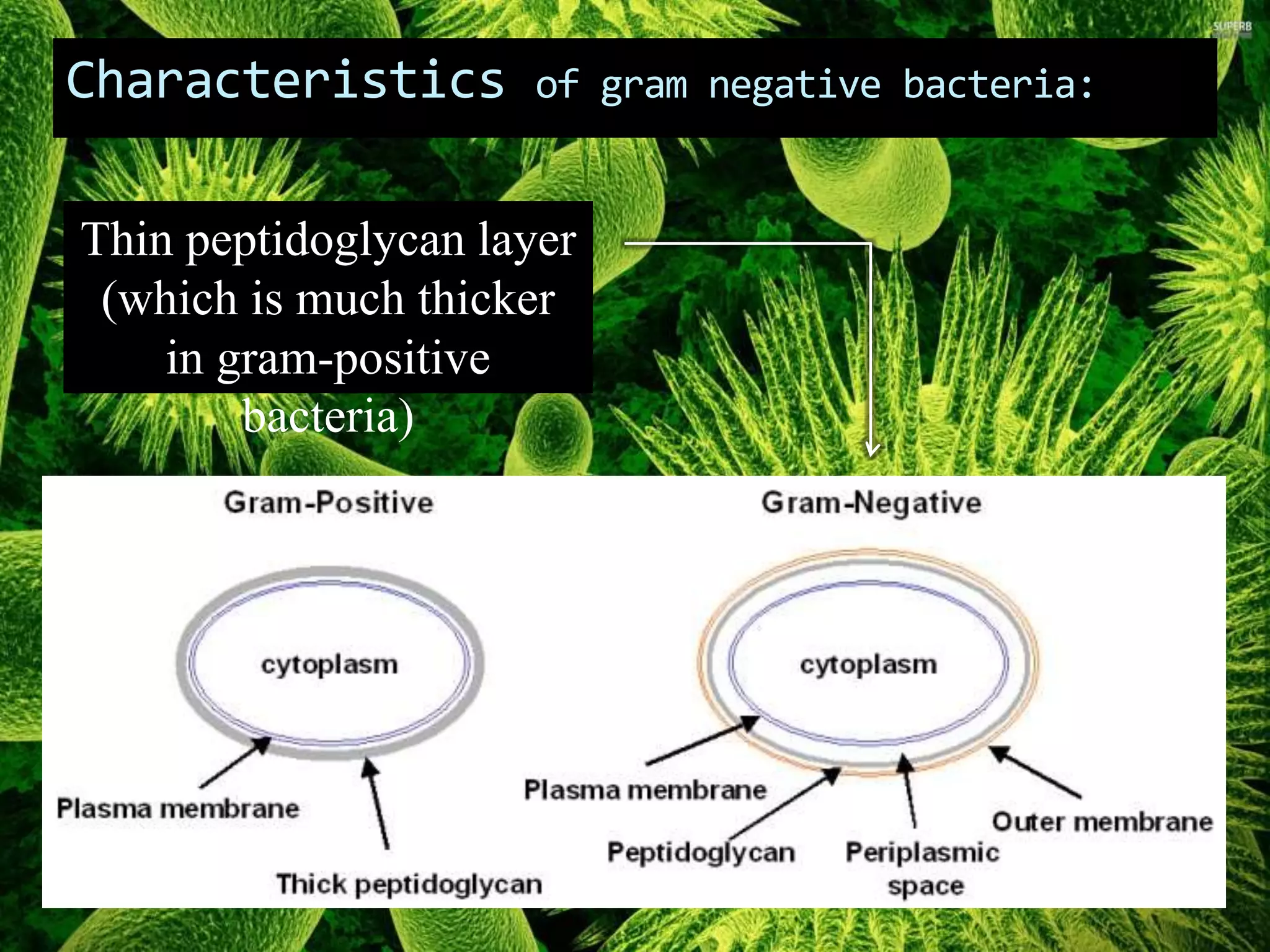 Characteristics of gram negative bacteria:
Thin peptidoglycan layer
(which is much thicker
in gram-positive
bacteria)
 