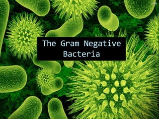 The Gram Negative
Bacteria
 