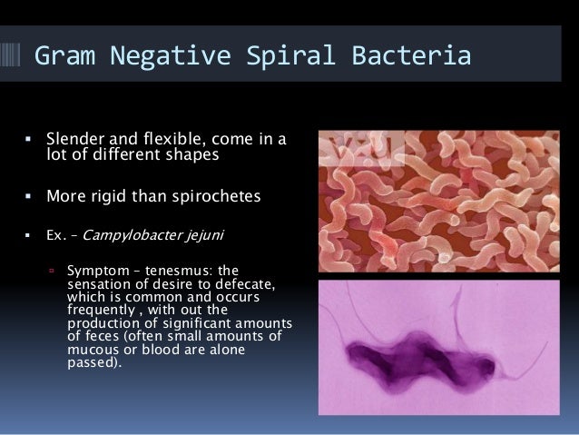 Gram negative bacteria..