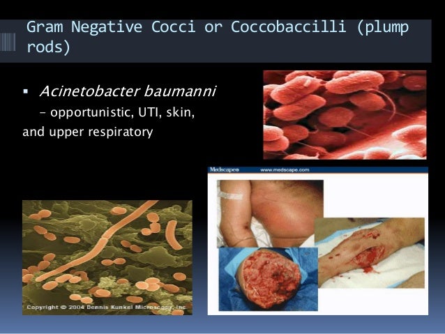 Gram negative bacteria..