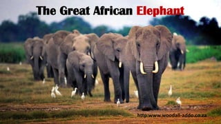 The Great African Elephant

http:www.woodall-addo.co.za

 