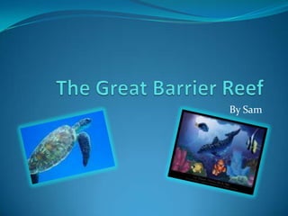 The Great Barrier Reef By Sam 