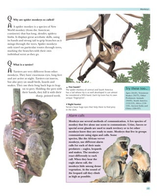 Monkeys



Q Why are spider monkeys so called?
A A spider monkey is a species of New
World monkey (from the American
continent) that has long, slender, spidery
limbs. It displays great acrobatic skills, using
its hands and strong tail to grip branches as it
swings through the trees. Spider monkeys
only travel on particular routes through trees,
marking the branches with their own
individual scent as they go.


Q What is a tarsier?
A Tarsiers are very different from other
monkeys. They have enormous eyes, long feet
and are active at night. Tarsiers eat insects,
but also prey on small birds, lizards and
snakes. They use their long back legs to leap
                                                       Five hands?
             on to prey. Holding the prey with      The spider monkey of central and South America            Try these too…
             their hands, they kill it with their   has a tail whose tip is so well developed it can almost   Apes (44-45), Venomous
                         sharp, pointed teeth.      be considered a fifth hand. Each tip even has its own     Snakes (76-77), Other
                                                    unique ‘fingerprint’.                                     Prehistoric Animals
                                                                                                              (94-95), South America
                                                                                                              (112-113), Africa (118-
                                                      Night hunter
                                                                                                              119), Ancient India and
                                                    Tarsiers have huge eyes that help them to find prey
                                                                                                              China (126-127)
                                                    in the dark.

                                                      Alarm calls
                                                      Monkeys use several methods of communication. A few species of
                                                      monkey that live alone use scent to communicate. Urine, faeces or
                                                      special scent glands are used to mark territory or to let other
                                                      monkeys know they are ready to mate. Monkeys that live in groups
                                                      communicate using signs and calls. Some
                                                      species, like the African vervet
                                                      monkeys, use different alarm
                                                      calls for each of their main
                                                      predators – eagles, leopards
                                                      and snakes. The monkeys
                                                      react differently to each
                                                      call. When they hear the
                                                      eagle alarm call, the
                                                      monkeys hide among dense
                                                      vegetation. At the sound of
                                                      the leopard call they climb
                                                      as high as possible.



                                                                                                                                    43
 