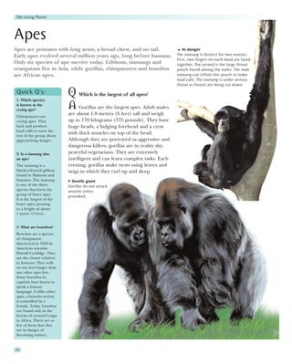The Living Planet




Apes
Apes are primates with long arms, a broad chest, and no tail.                     In danger
Early apes evolved several million years ago, long before humans.              The siamang is distinct for two reasons.
                                                                               First, two fingers on each hand are fused
Only six species of ape survive today. Gibbons, siamangs and                   together. The second is the large throat
orangutans live in Asia, while gorillas, chimpanzees and bonobos               pouch found among the males. The male
are African apes.                                                              siamang can inflate this pouch to make
                                                                               loud calls. The siamang is under serious
                                                                               threat as forests are being cut down.
 Quick Q’s:
 1. Which species
                             Q Which is the largest of all apes?
 is known as the
 crying ape?
                             A Gorillas are the largest apes. Adult males
 Chimpanzees are
                             are about 1.8 metres (6 feet) tall and weigh
 crying apes. They           up to 170 kilograms (375 pounds). They have
 bark and produce            huge heads, a bulging forehead and a crest
 loud calls to warn the
 rest of the group about
                             with thick muscles on top of the head.
 approaching danger.         Although they are portrayed as aggressive and
                             dangerous killers, gorillas are in reality shy,
 2. Is a siamang also        peaceful vegetarians. They are extremely
 an ape?                     intelligent and can learn complex tasks. Each
 The siamang is a            evening, gorillas make nests using leaves and
 black-coloured gibbon       twigs in which they curl up and sleep.
 found in Malaysia and
 Sumatra. The siamang          Gentle giant
 is one of the three         Gorillas do not attack
 species that form the       anyone unless
 group of lesser apes.
                             provoked.
 It is the largest of the
 lesser apes, growing
 to a height of about
 1 metre (3 feet).


 3. What are bonobos?
 Bonobos are a species
 of chimpanzee,
 discovered in 1928 by
 American scientist
 Harold Coolidge. They
 are the closest relatives
 to humans. They walk
 on two feet longer than
 any other apes feet.
 Some bonobos in
 captivity have learnt to
 speak a human
 language. Unlike other
 apes, a bonobo society
 is controlled by a
 female. Today, bonobos
 are found only in the
 forests of central Congo
 in Africa. There are so
 few of them that they
 are in danger of
 becoming extinct.


44
 