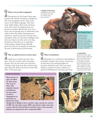 Apes



Q Where can you find orangutans?                    People of the forest
                                                  Orangutans are so close
                                                  to humans that they
A Orangutans are the largest Asian apes,          can imitate many
                                                  of our actions.
found in the islands of Sumatra and Borneo.
The word orangutan means ‘man of the
forest’ in the Malay language. They have
large, bulky bodies, thick necks and long
arms. They move by swinging from one
branch to another. But because they are so
heavy, they frequently have to climb down and
walk on their four limbs. Orangutans are
                                                                                                  Try these too…
omnivores, which means they eat both meat                                                         Monkeys (42–43),
                                                                                                  Other Prehistoric
and plants. They are extremely intelligent and                                                    Animals (94–95),
often use objects as tools, such as the big,                                                      Africa (118–119), Asia
broad leaves that they use as umbrellas.                                                          (120–121), Ancient India
                                                                                                  and China (126–127),
Unfortunately, despite being officially                                                           Discovery of New Lands
protected, they are in danger of extinction                                                       (144–145), The Industrial
because of deforestation and hunting.                                                             Revolution (148-149)




Q Why are gibbons known as lesser apes?           Q What is brachiation?                            Long hands
                                                                                                 Gibbons are lesser apes
                                                                                                 found in China, India and
A Gibbons are smaller than the other              A Brachiation is a method by which gibbons     parts of Southeast Asia.
                                                                                                 These apes can swing
apes. They live in pairs rather than large        and spider monkeys move about. In this type    across large distances
groups. They do not make nests and from           of movement, they swing through tree           from one branch to the
a distance they look more like monkeys than       branches with their arms. They can swing       other using their long
                                                                                                 arms. Gibbons can also
apes. But their skulls and teeth are more like    distances of about 15 metres (50 feet) at      leap across distances of
those of the great apes.                          speeds of 56 kilometres (35 miles) per hour.   up to 8 metres (27 feet).

  Fatal bushmeat
  Many species of
  apes are killed
  for their meat.
  The meat of
  these wild
  animals is known
  as bushmeat.
  In some parts
  of Africa,
  chimpanzees in
  particular are
  hunted for food,
  though this is illegal in most countries. Apes can also be carriers
  of HIV, the virus that causes AIDS. Ape hunters often come into
  contact with the infected blood, and this is one of the ways that
  humans are suspected to have contracted AIDS.



                                                                                                                         45
 